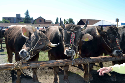 Stierem&auml;rt 2013