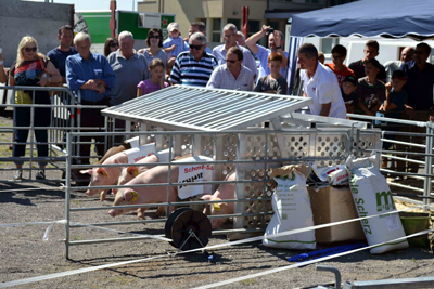 Stierem&auml;rt 2013